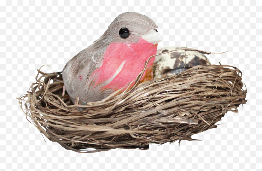 Download Nest Png Hd Photo - Bird In Nest Png,Nest Png