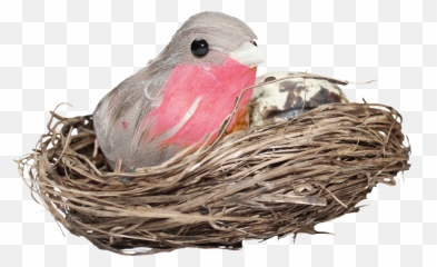Download Nest Png Hd Photo - Bird In Nest Png,Nest Png