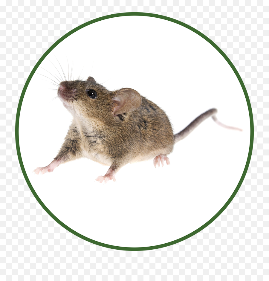 Venables Pest Control Professional U0026 Expert Animal - Brown Rat Png,Mice Icon
