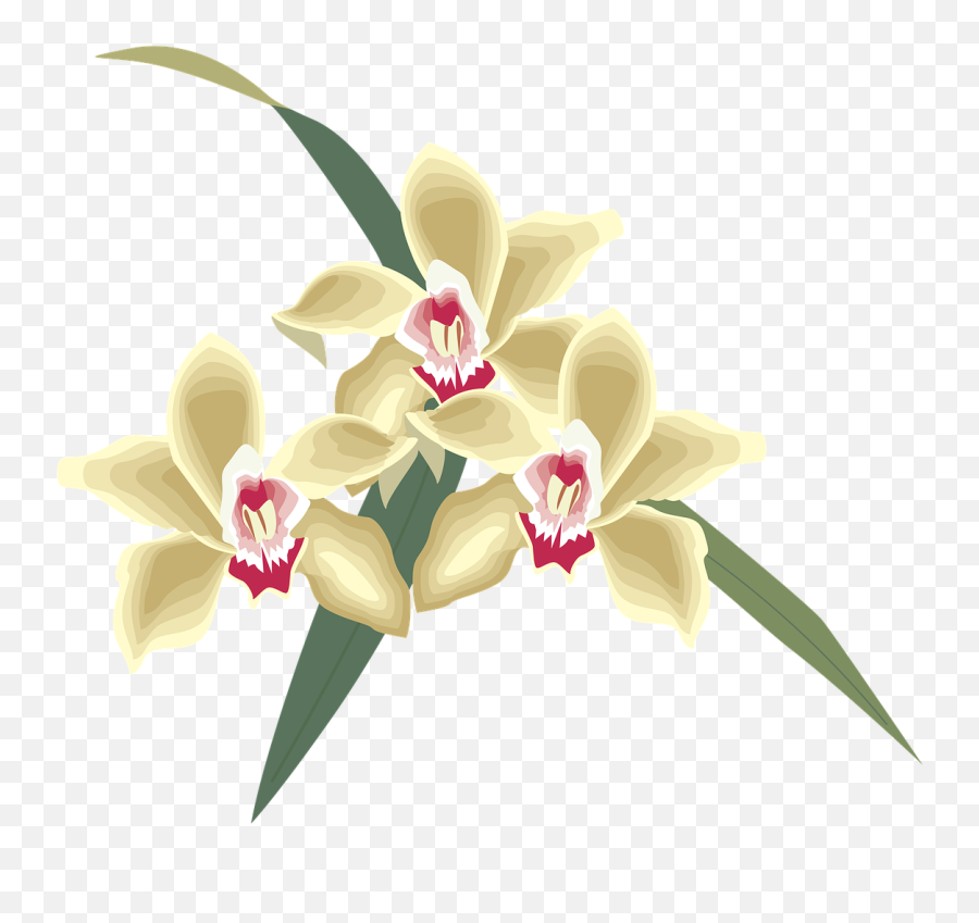 Flower Icon Symbol - Free Image On Pixabay Christmas Orchid Png,Flower Icon Transparent