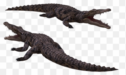 Download Free Crocodile Png Image Icon Favicon Freepngimg - Alligator Gif Transparent Background,Croc Png