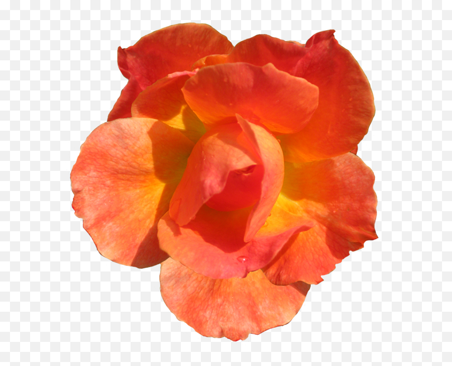Clipart Flowers Orange - Orange Flower Cut Out Png,Orange Flowers Png