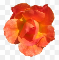 Clipart Flowers Orange - Orange Flower Cut Out Png,Orange Flowers Png