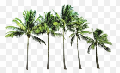 Coconut Tree Free Png Image Arts - Transparent Coconut Tree Png,Free Tree Png