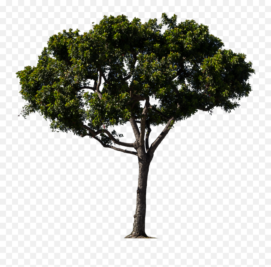 Download Hd Pine Trees Png Google - Tree Bitmap,Pine Trees Png