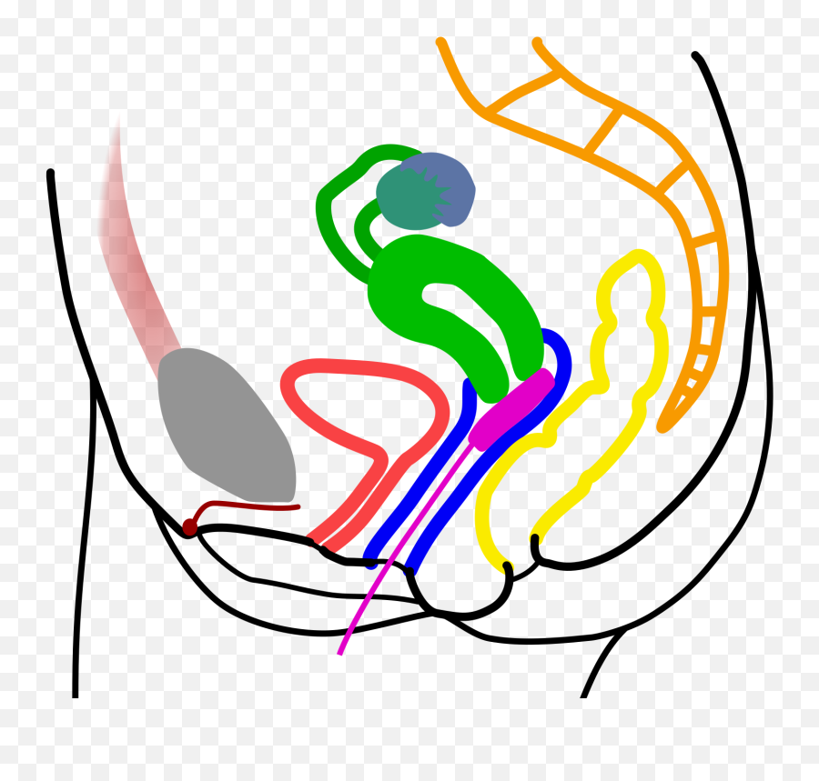 Open - Vagina Cross Section Tampon Clipart Full Size Does A Tampon Feel Like A Penis Png,Vagina Png