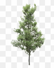 Pine Trees Png Hd Pictures - Vhvrs Lumion Pine Tree,Forest Trees Png