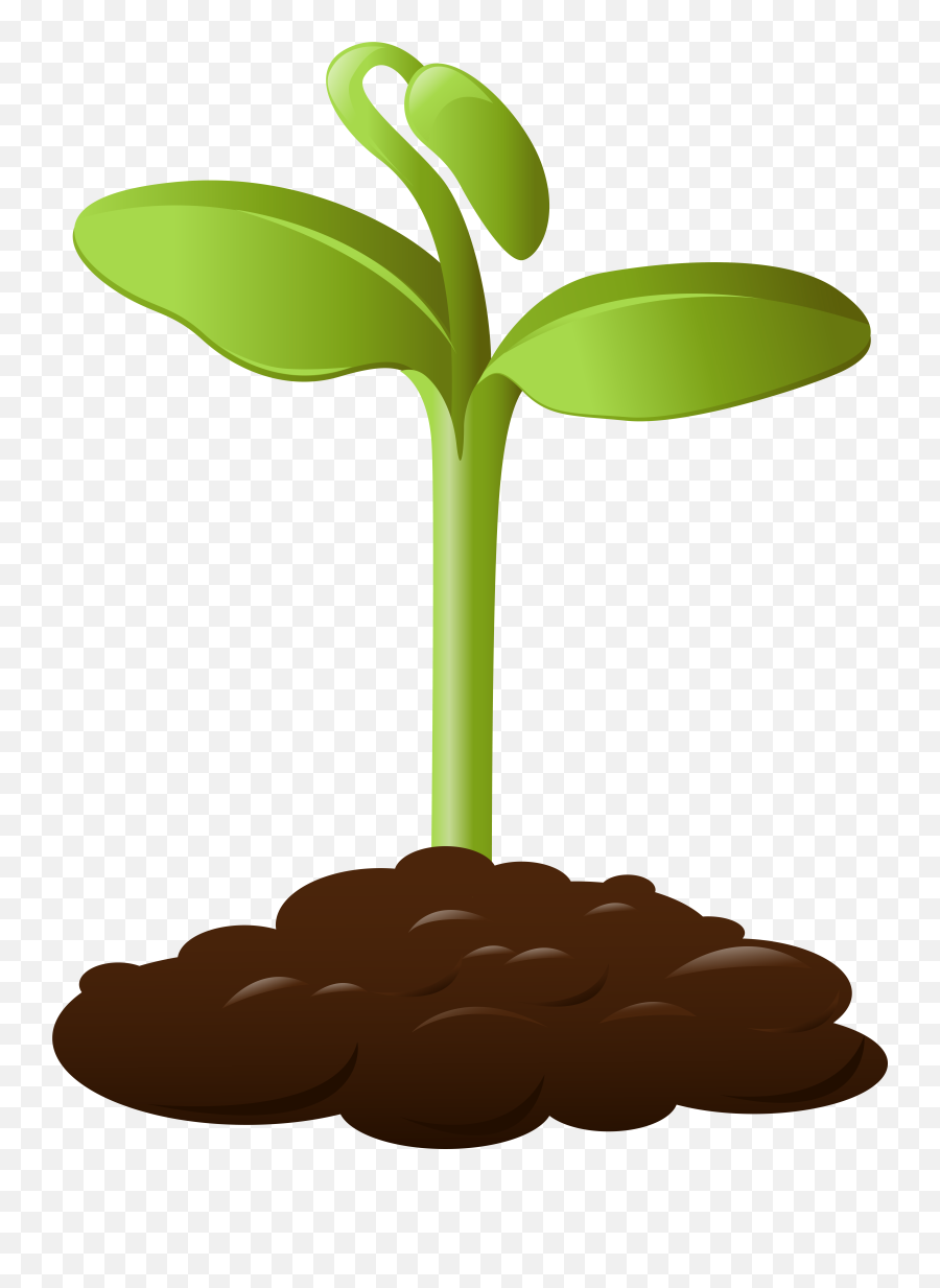 Animated Palm Tree Png Picture 381950 Planting Clipart Transparent Background