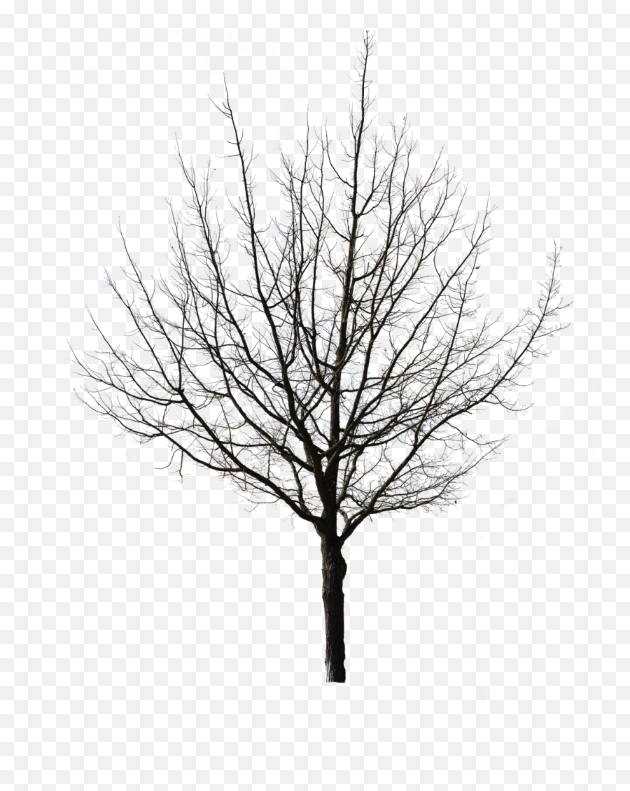 Tree Isolated Nature - Free Image On Pixabay Transparent Background Winter Tree Png,Weeping Willow Png