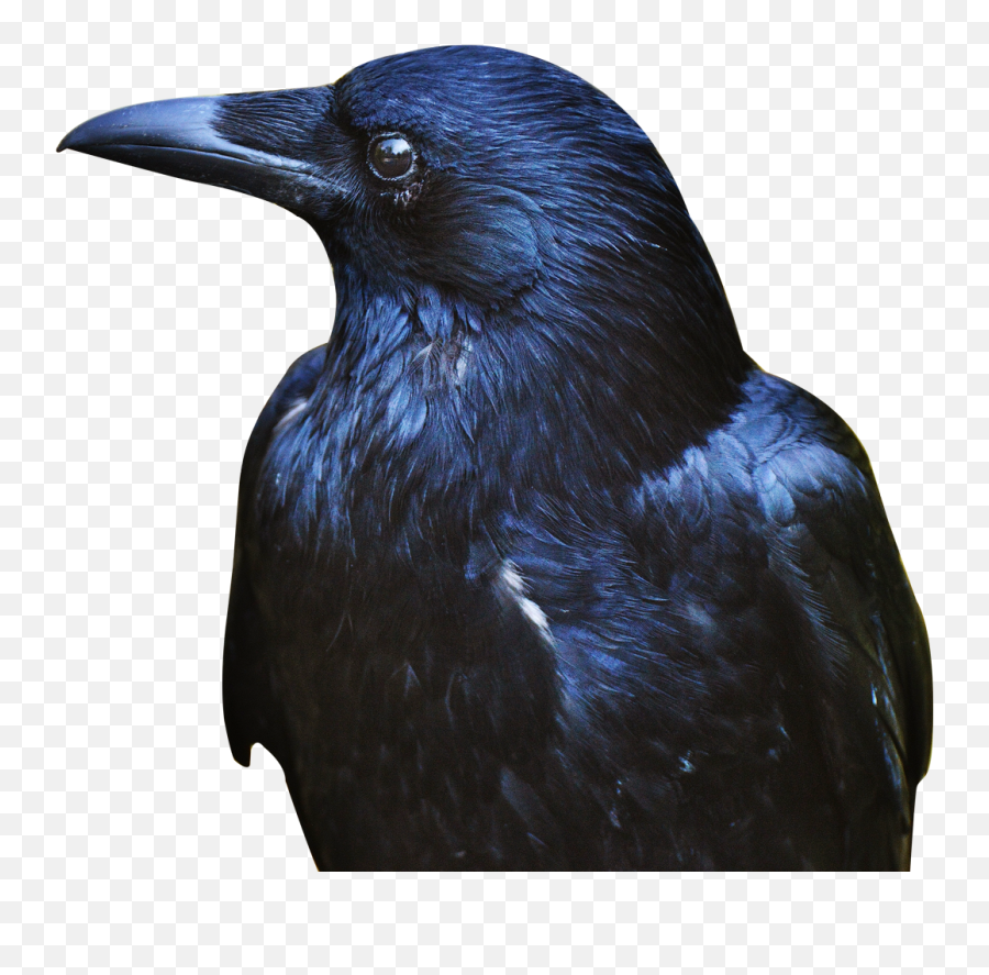 Crow Transparent Png Image - Crow Png,Crow Transparent