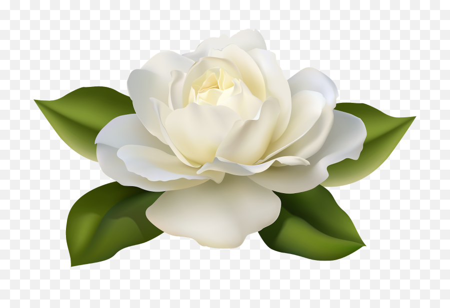 Rose With Leaves Png Image - Transparent Background White Roses Png,White Roses Png