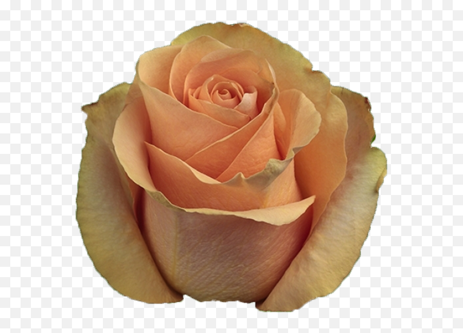 Cuenca - Deep Yellow Rose Cuenca Rose Png,Yellow Rose Transparent