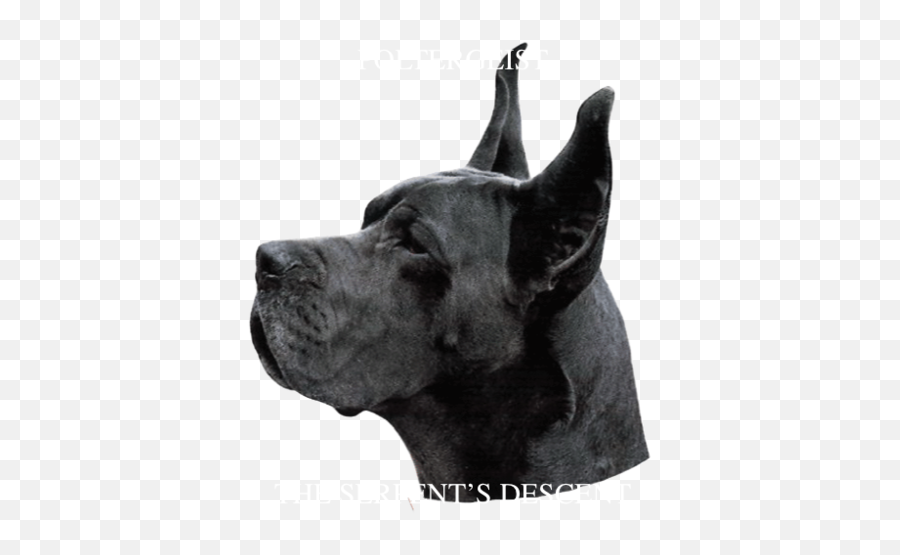 Stickers Black Great Dane - Black Great Dane Dog Portrait Giant Dog Breed Png,Great Dane Png