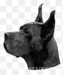 Stickers Black Great Dane - Black Great Dane Dog Portrait Giant Dog Breed Png,Great Dane Png