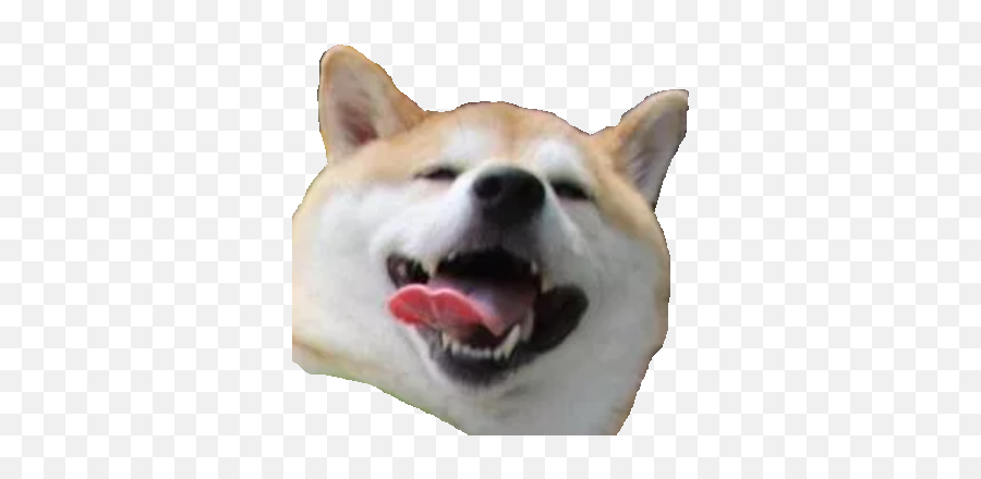 Doggoeveryhour - Dog Yawns Png,Doggo Png