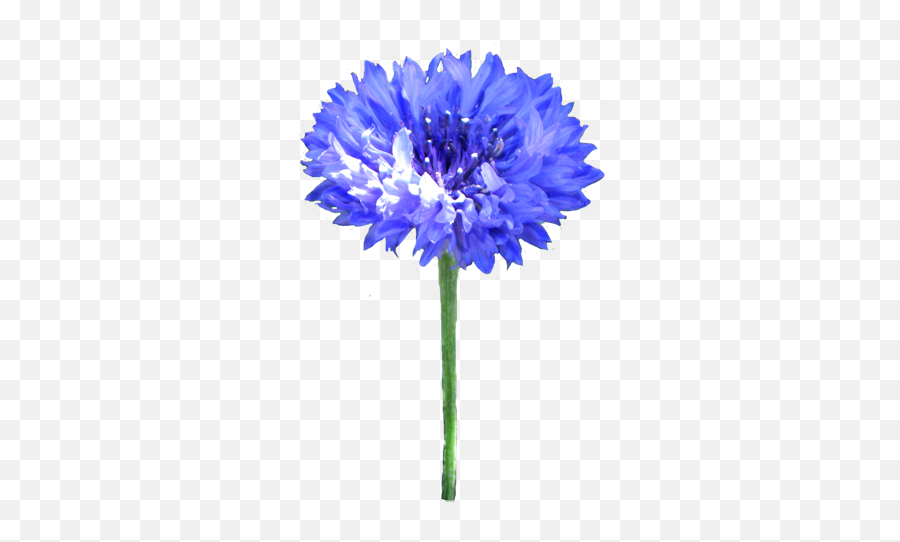 Flower Image Gallery - Useful Floral Clip Art Cornflower Clipart Png,Blue Flower Png