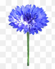 Flower Image Gallery - Useful Floral Clip Art Cornflower Clipart Png,Blue Flower Png