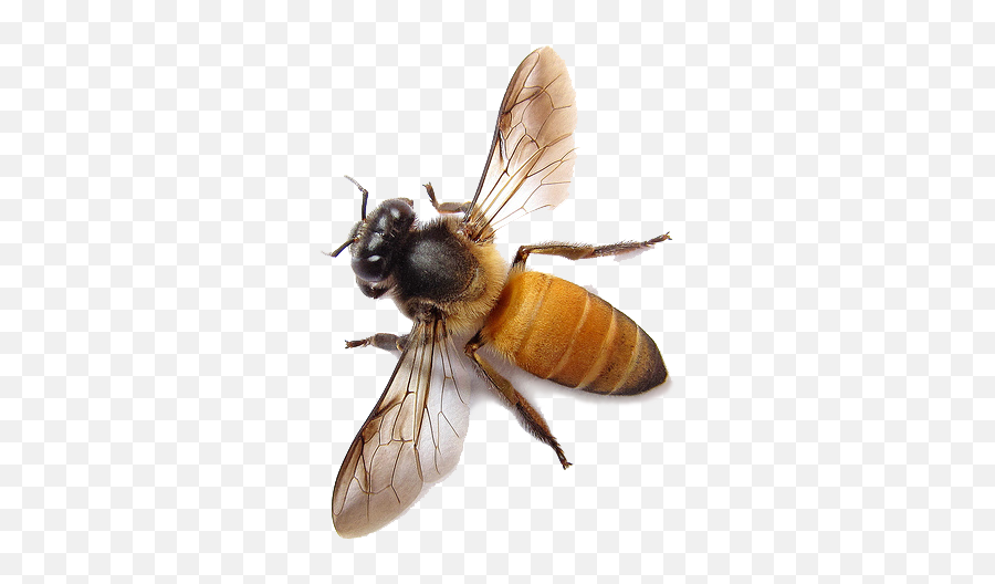 Bee Png Image For Free Download - Bees Png Transparent,Bee Png