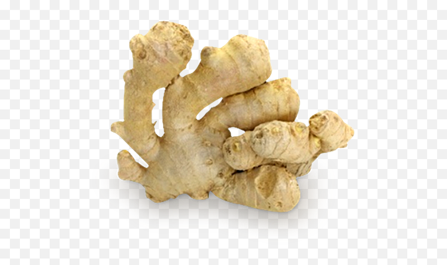 Ginger Png - Kunyit Putih Png,Ginger Png