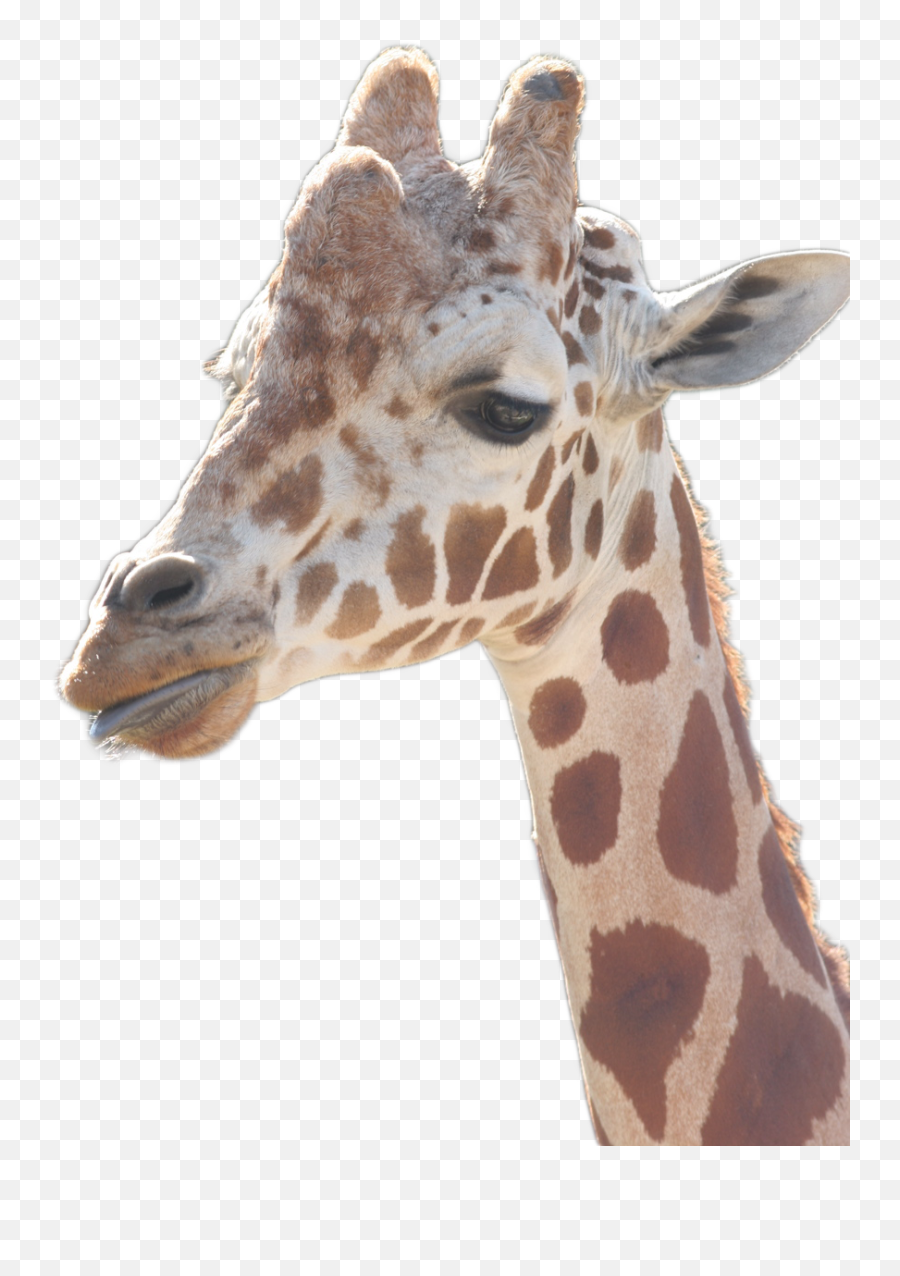 Index Of Akelsokelsosfzooupdatedimages - Giraffe Png,Giraffe Png
