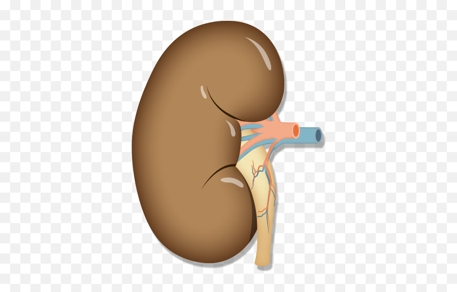 Lahey Transplant - Kidney Anatomy Png,Kidney Png