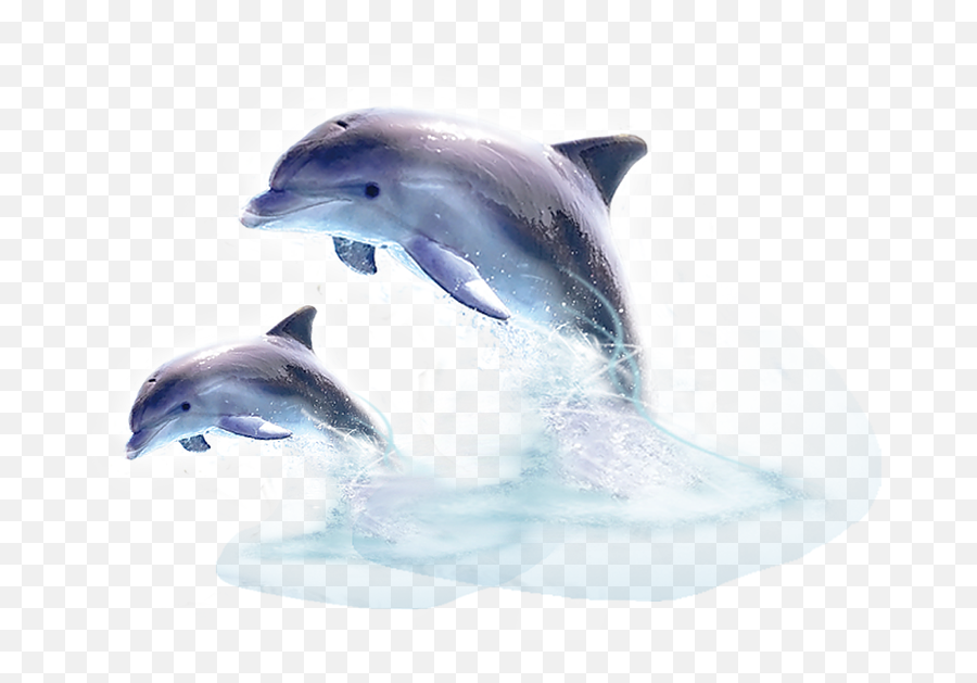 Dolphin Png 4 Image - Jumping Out Of The Water,Dolphin Transparent Background