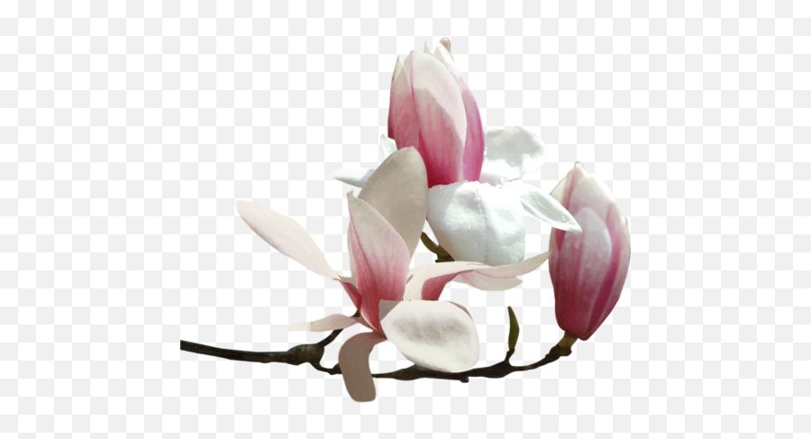 Download Tubes Fleurs - Tube Png Fleur Magnolia,Magnolia Png