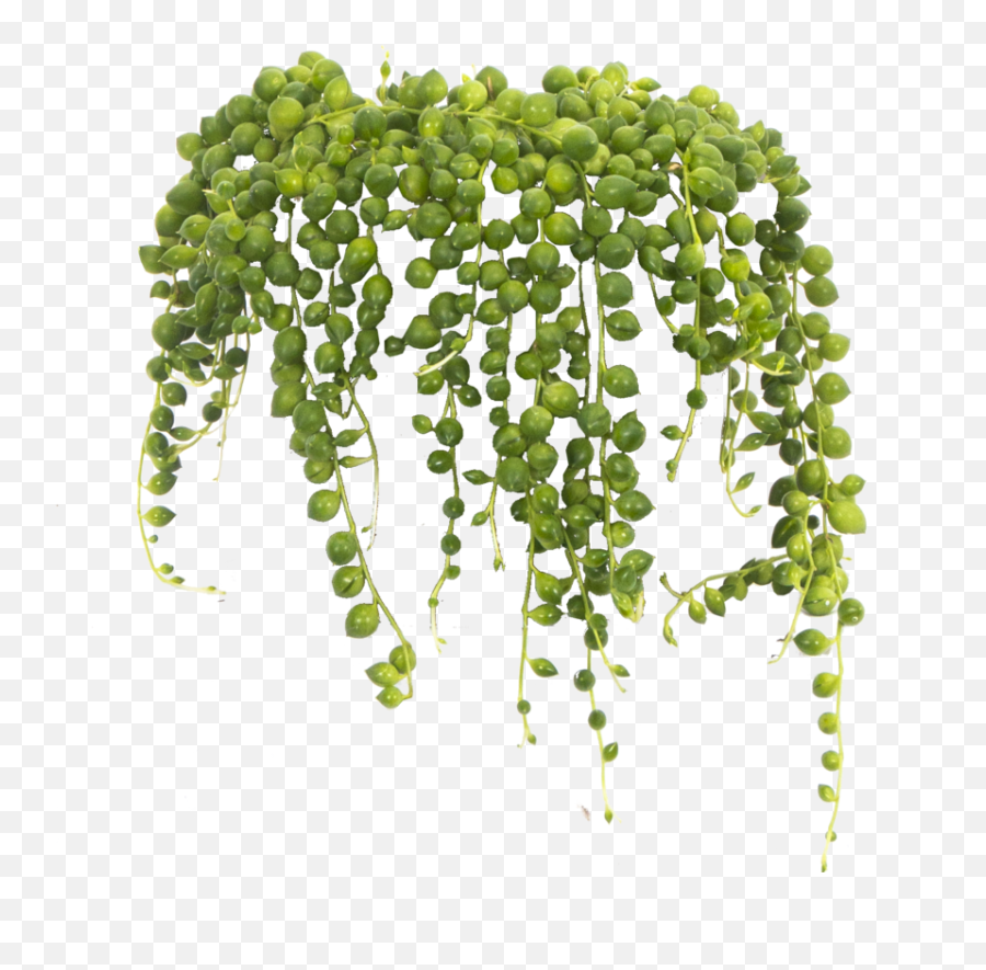 String Of Pearls - Transparent String Of Pearls Plant Png,String Of Pearls Png