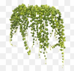 String Of Pearls - Transparent Plant Png