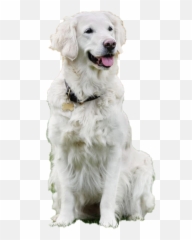 Dog Sitting Transparent Background Png Mart - Sitting Dog Transparent Background,Dog Sitting Png