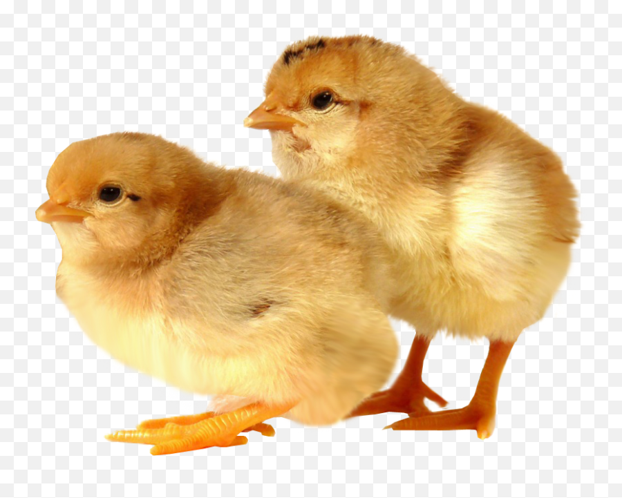 Baby Chicks Transparent Background - Baby Animal Transparent Background Png,Baby Transparent Background