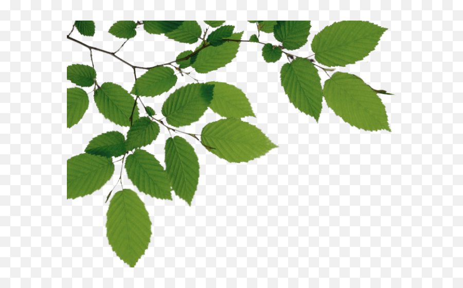 Download Tree Branch Png File - Anime Tree On Transparent Background,Branch Png