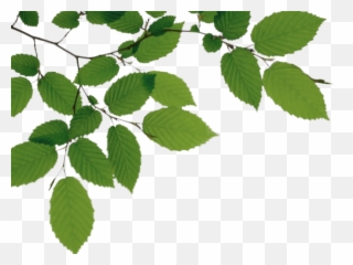 Download Tree Branch Png File - Anime On Transparent Background
