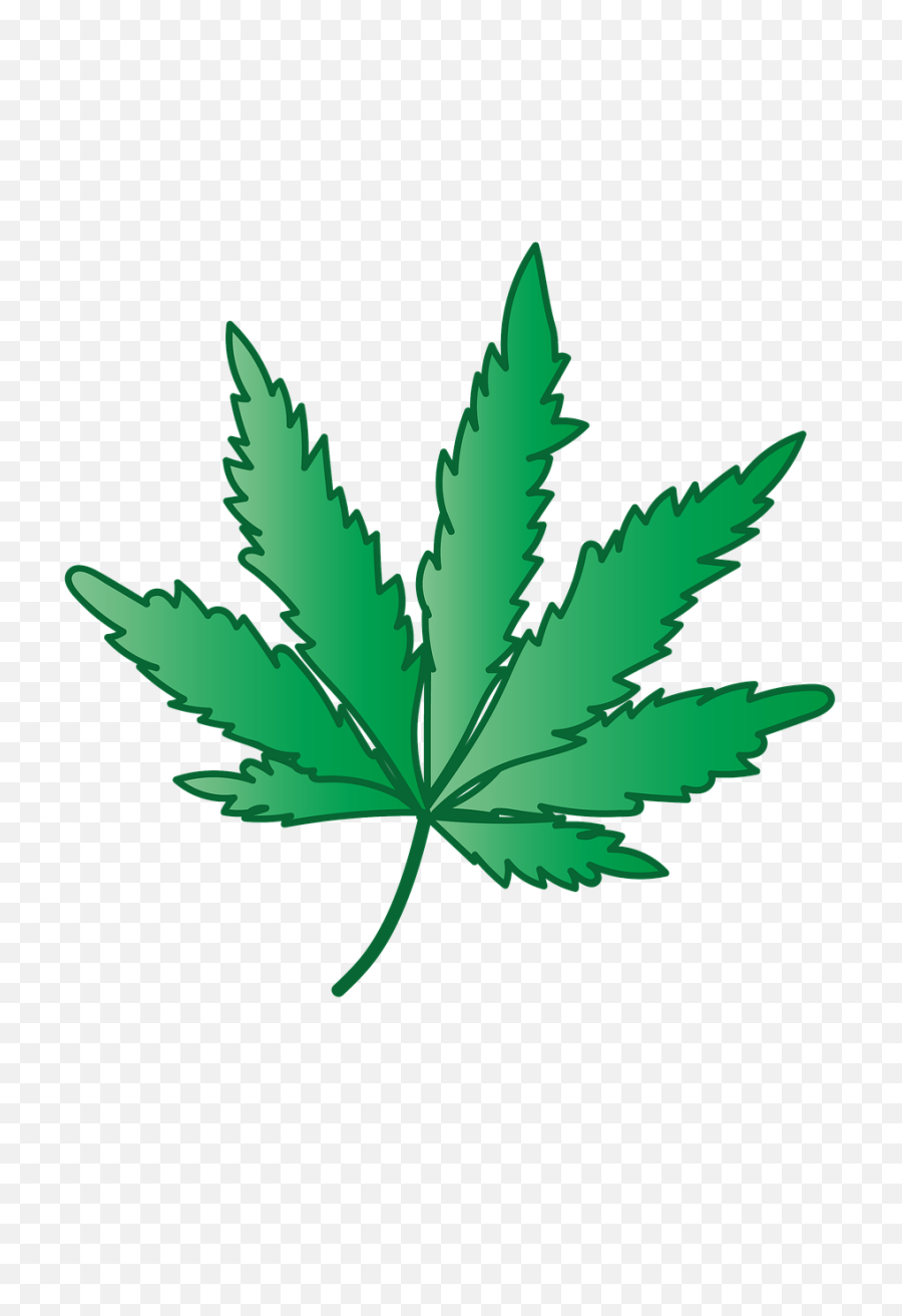 Cannabis Marijuana Grass - Free Image On Pixabay Maconha Png,Marijuana Plant Png