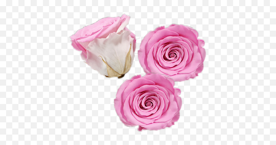 What Are Preserved Roses - See Our Luxury Roses Eternal Floribunda Png,Dead Flowers Png