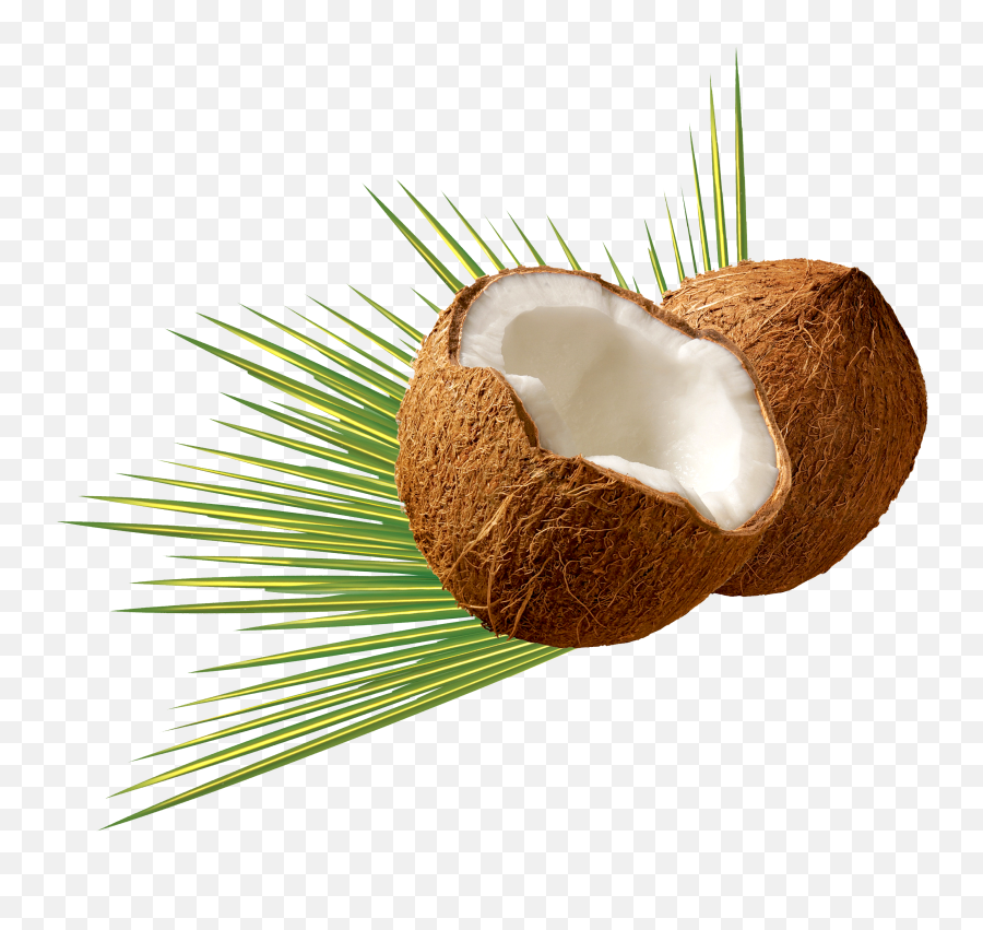 Download Coconut Png Image For Free - Difference Between Endosperm And Cotyledon,Coconut Png