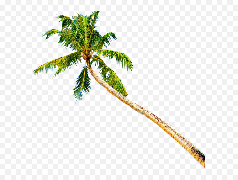 Palm Tree Psd - Psd Palm Tree Png,Palmeras Png