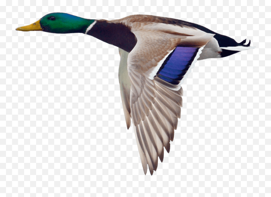 Flying Duck Png 1 Image - Duck Flying Png,Duck Transparent