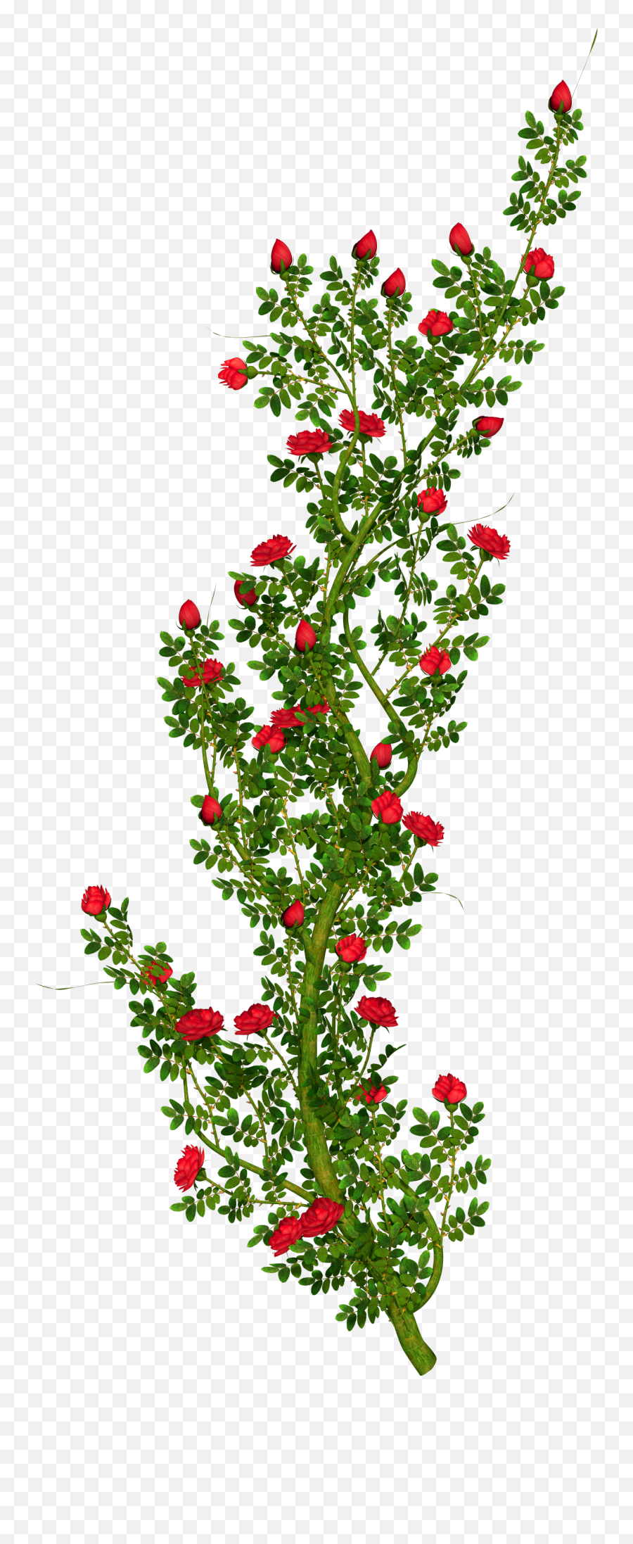 Free Flower Bush Png Download - Rose Flower Tree Png Hd,Flower Bushes Png
