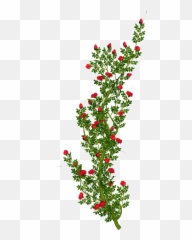Free Flower Bush Png Download - Rose Tree Hd