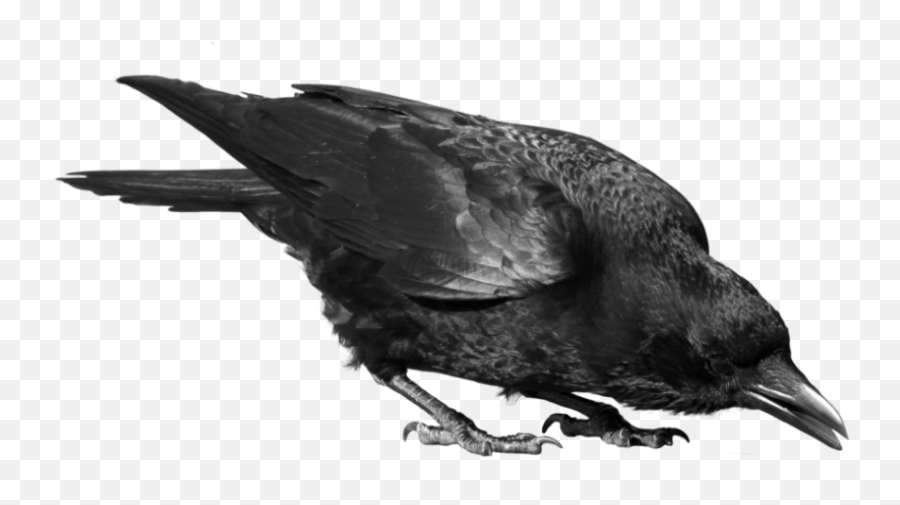 Black Crow Png Picture - Raven Png Transparent,Crow Transparent