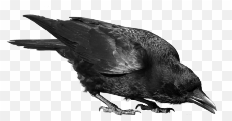 Black Crow Png Picture - Raven Transparent