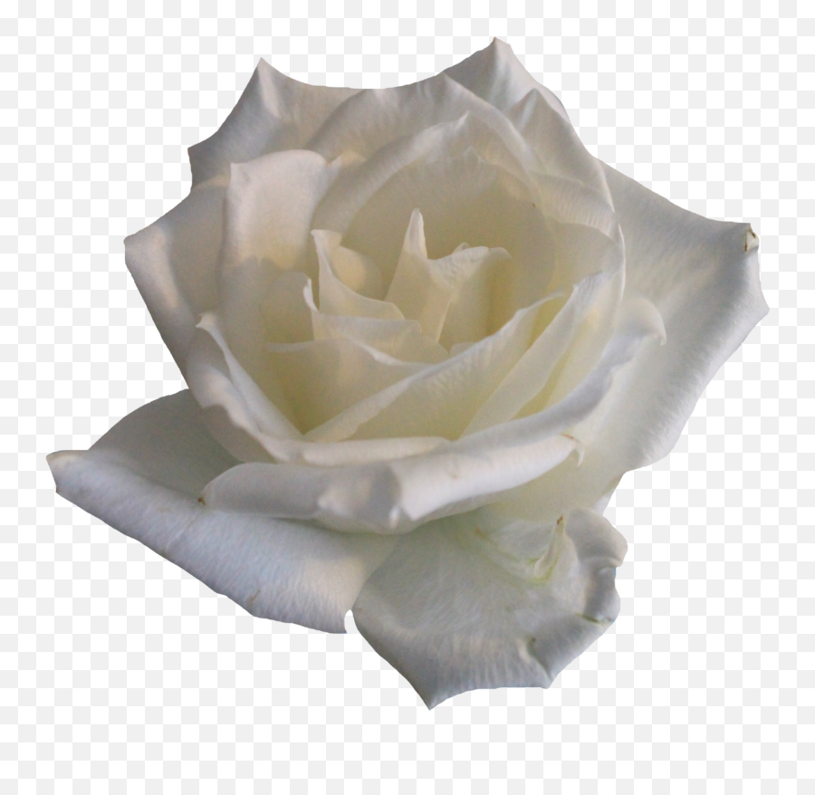 Transparent Background White Roses - White Roses Png,White Roses Png
