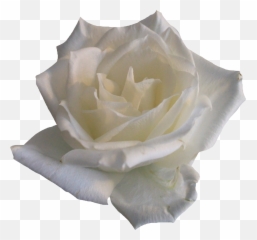 Transparent Background White Roses - Png