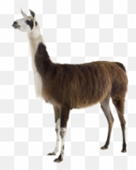 Imaganes De Llama Peruana Png - Llama Body Transparent Background,Llama Png