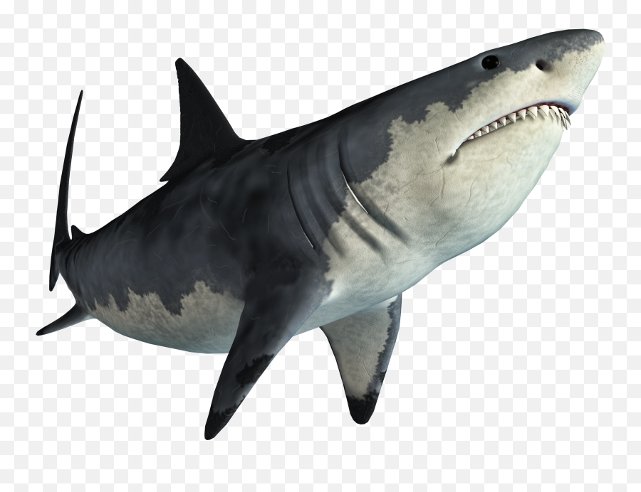 Shark Jaws Tadzio - Transparent Background Shark Png,Shark Transparent Background