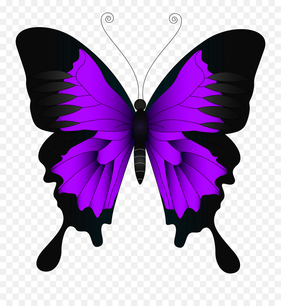 Purple Butterfly Clipart Free Download - Purple And Black Butterfly Png,Real Butterfly Png