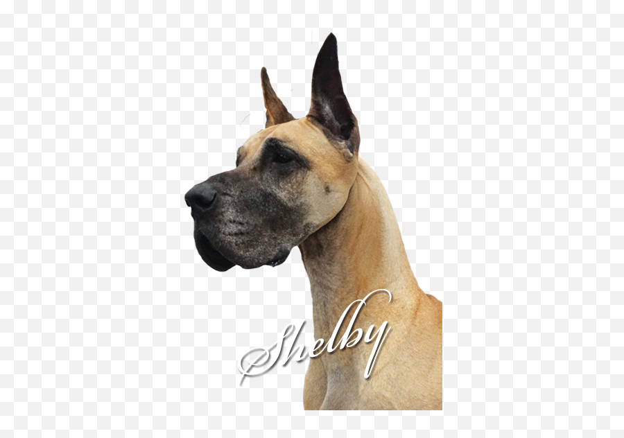 Moonriver Great Danes - Contact Us Giant Dog Breed Png,Great Dane Png