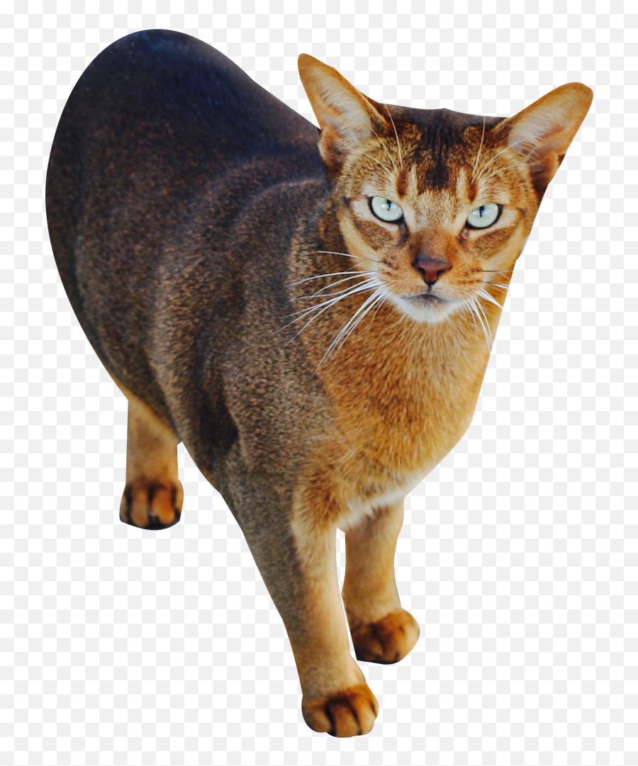 Free Cat Images Look Me In The Eyes - With Cat Cut Out Png Domestic Cat,Cat Eyes Png