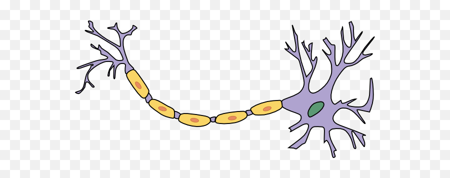 Download Neuron With Axon Clip Art - Transparent Nerves Clipart Png,Neuron Png